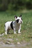 BOULEDOGUE FRANCAIS 440